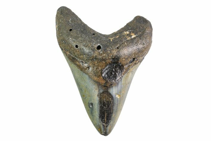 Bargain, Fossil Megalodon Tooth - North Carolina #153101